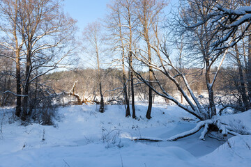 different breeds of deciduous trees without foliage
