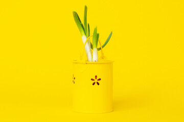 Fresh sprouts of green onion or Allium cepa in a yellow decorative bucket The first spring harvest