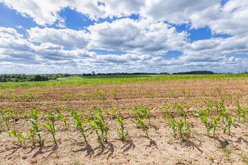 Fototapeta na wymiar agricultural field with corn, agricultural in Eastern Europe
