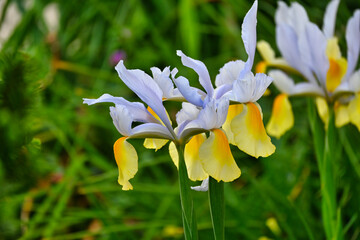 白と黄色の大きな花