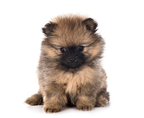 Obraz premium puppy pomeranian in studio