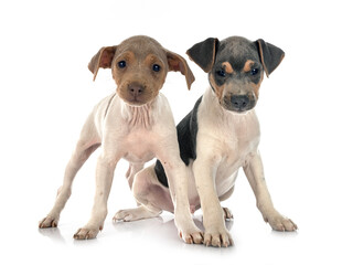 Obraz premium brazilian terriers in studio