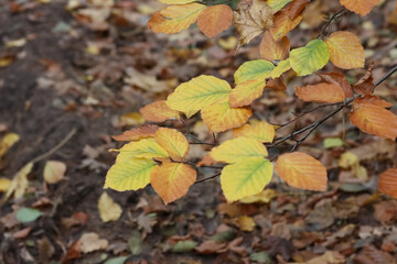 Autumn forest plant background