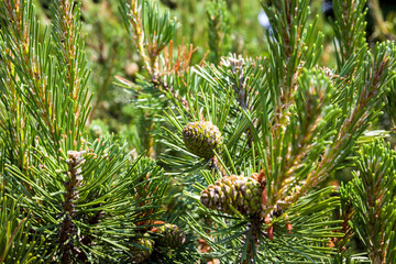 spruce with a large number of cones, a close-up