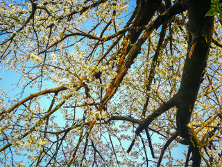 Obraz premium Background with branches of flowering cherry