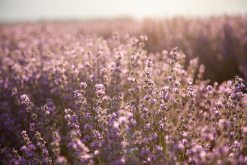 Fototapeta na wymiar Closeup lavender bushes on sunset. Flowers of lavandula.