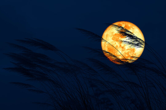 super full harvest moon on night sky back grass flower in the field