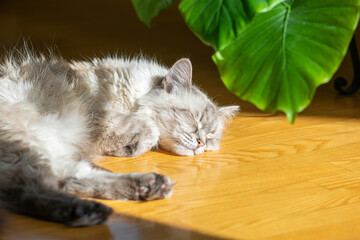 Obraz premium Siberian Neva Masquerade cat sleeping on parquet floor near green plant and enjoys warm of sunbeams. Cat snout is in camera focus