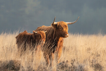Beautiful Highland Cow cattle with calf (Bos taurus taurus) grazing in field. Veluwe in the...