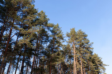 winter weather in the park or forest and pine firs