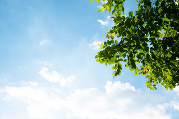Fototapeta premium Green leaves against the sky