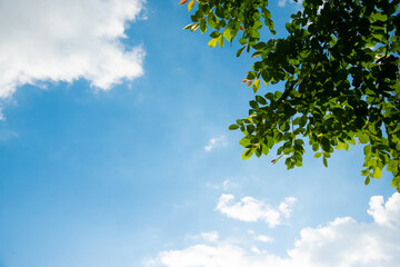 Fototapeta premium Green leaves against the sky