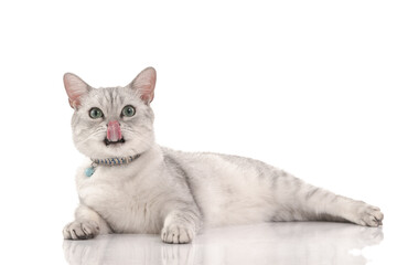 Cute british short hair cat looking at camera and licking lips