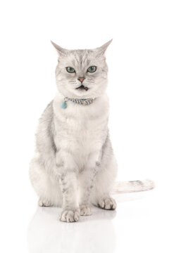Angry British Cat  sitting and looking at camera on white background isolated