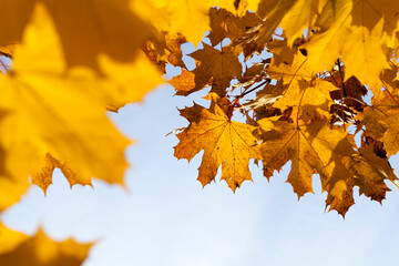 maple foliage in autumn leaf fall