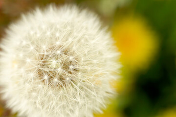 white Soft dandelion fluff, close-up
