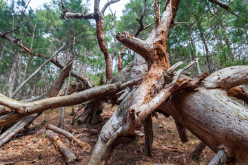 pine forest, big fallen tree in the forest, beautiful roots of a large pine