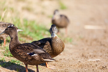 wild ducks in nature in summer or spring, close up