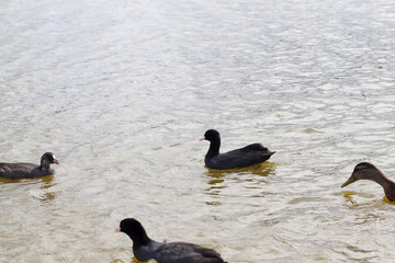 wild ducks in nature in summer or spring