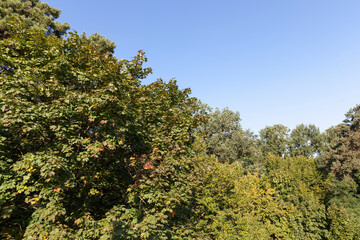 maple foliage in the autumn season during leaf fall