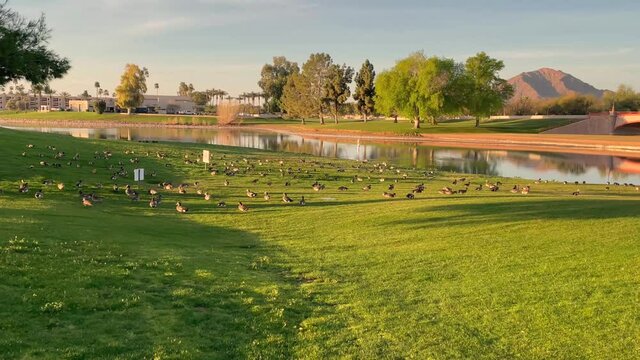 Hundreds of dicks gather in the early evening along the edge of a water hazard at McCormick Rance Golf Club, McCormick Ranch, Scottsdale, Arizona.