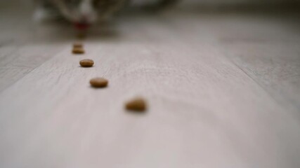 On the foreground there is a large fresh dry cat food in focus. The hungry cat eats. Advertising cat food. 
Eating food, the cat comes closer. 
