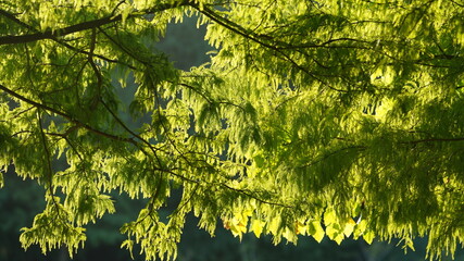 The flourish green plants growing in the park in summer