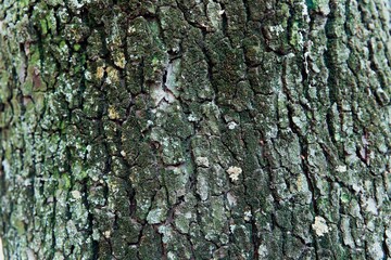 bark of a tree