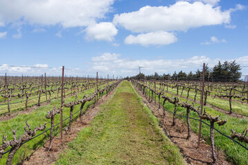 Fototapeta na wymiar Vineyards with old vines with green grass and flowers between rows against a sky