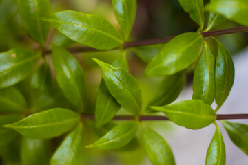 flowers and patterns