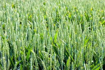 agricultural field where green wheat grows