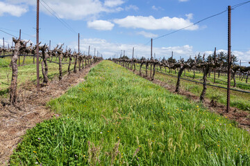 Obraz premium Vineyards with old vines with green grass and flowers between rows against a sky