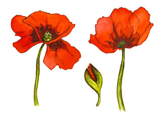 Set of red watercolor poppy flowers on white background