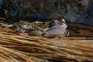 European common brown frog (Rana temporaria) in Alps, France