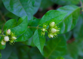 flowers and patterns