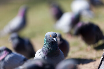 hungry pigeons living in the city in autumn and winter