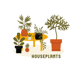 Vector flat illustration with different houseplants. Indoor plants standing on a table and floor