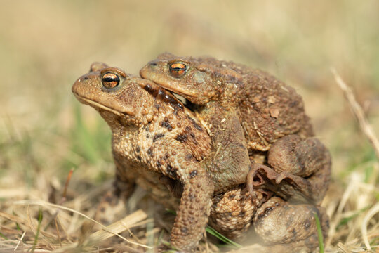 Pair of toads, (Bufo bufo,)the male mounts on the females back.