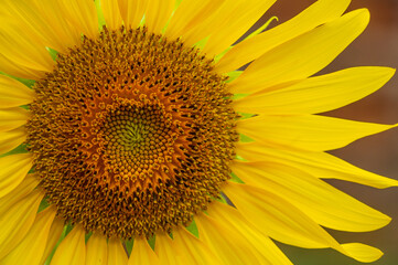 Obraz premium A beautiful blooming sunflower