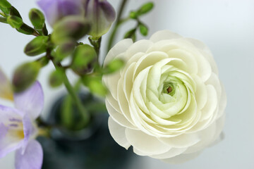 Beautiful bouquet with spring ranunculus and freesias
