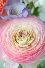 Beautiful bouquet with spring ranunculus and freesias