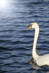 Fototapeta premium Swan on Aker River, Oslo