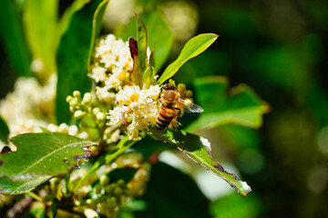 Bee on white flowers of a bush 