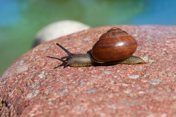 grape snail crawling on its territory