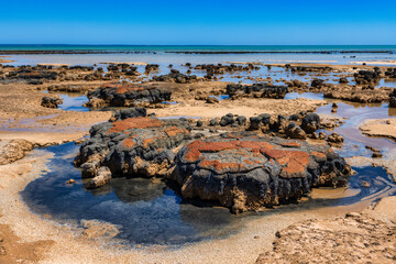 Close up of Stromatolites, at Hamelin Pool, near Denham, Western Australia (Shark Bay)