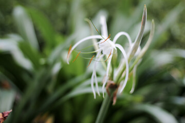 Close-up Fleur-de-lis or what is called a white lily with a green blur background can be used as a promotion for flower gardens, plantations, state and nature