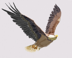 Eagle flying | isolated bird illustration 