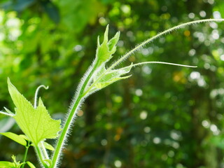 close up of green leaves
