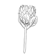 Protea flowers. Hand drawn line Single Stem and Bloom with Leaves, Flower Petals And sketch wedding herb,