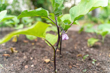 Purple Blossom of Eggplant. A lovely single tranluscent purple blossom hangs suspended from an eggplant in the spring garden.